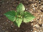 plante.JPG