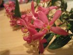 IMG_0664.JPG