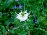 nigelle blanche.jpg