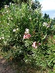 laurier rose.jpg