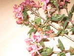 IMG_0661.JPG