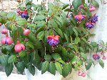 fuschia.jpg