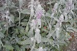 DSCF7971 (Medium).JPG