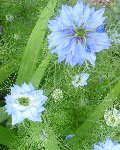 la bleue