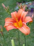 la fleur orange