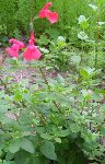 la fleur rose rouge ... un fuchsia ?