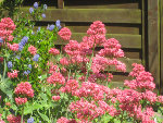 jardin francine 003.JPG