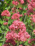 jardin francine 004.JPG