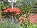 jardin francine 002.JPG