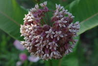 IMGP1101.JPG