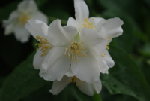 IMGP0801.JPG