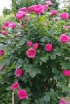 IMGP1021.JPG