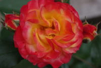 IMGP1013.JPG