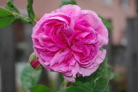 IMGP0903.JPG