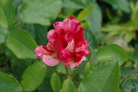 IMGP1081.JPG