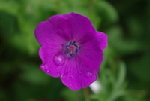 IMGP0850.JPG