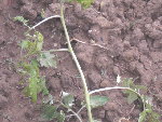 tomates 017.JPG