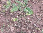 tomates 019.JPG