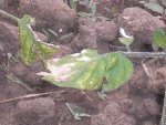 tomates 020.JPG