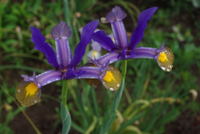 IMGP0916.JPG