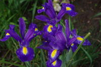 IMGP0917.JPG