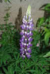 IMGP0966.JPG