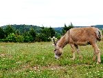 P1000121.jpg
