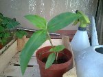 Plante_3.jpg