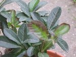 Pyracantha 032 [640x480].jpg