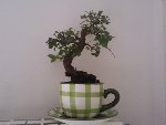 bonzai orme de chine.jpg