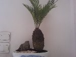 bonzai cycas.jpg