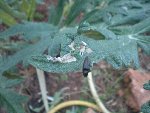 DSCN4414.JPG