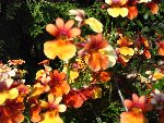 fleursinconnues6.jpg