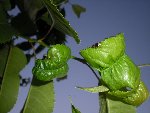 DSCN4464.JPG