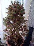 Sapin 1.jpg