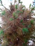 Sapin zoom.jpg