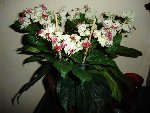 bonsoir <br />j'aimerais connaitre son nom afin de trouver comment la soigner <br />merci à qui me renseignera