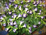 IMG_3118.JPG