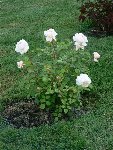 P1010325 (Small) (2).JPG