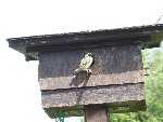 La veille du départ, celui-ci est descendu du nid deux fois. Je l'ai remis à chaque fois dans le nid car le chat de la voisine l'attendait de pied ferme. Elle en a quand même tué 2.