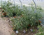 Les tomates.