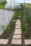 A titre de comparaison : au potager, les plants n'ont pas tout à fait la même taille, même s'ils sont un peu protégés du vent par la serre.