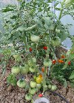 Marmande : la 1ere dégustation est pour bientôt !