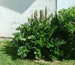 DSCF0025.JPG