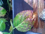 IMG_0147.jpg