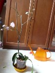 Orchidee.JPG