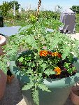 Tomates pot 2.JPG