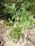 Tomate pleine terre 2.JPG