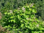 catalpa en fleurs.jpg