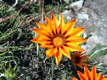 erl-2005_0518_07_Jardin_Roquebrun_gd.jpg